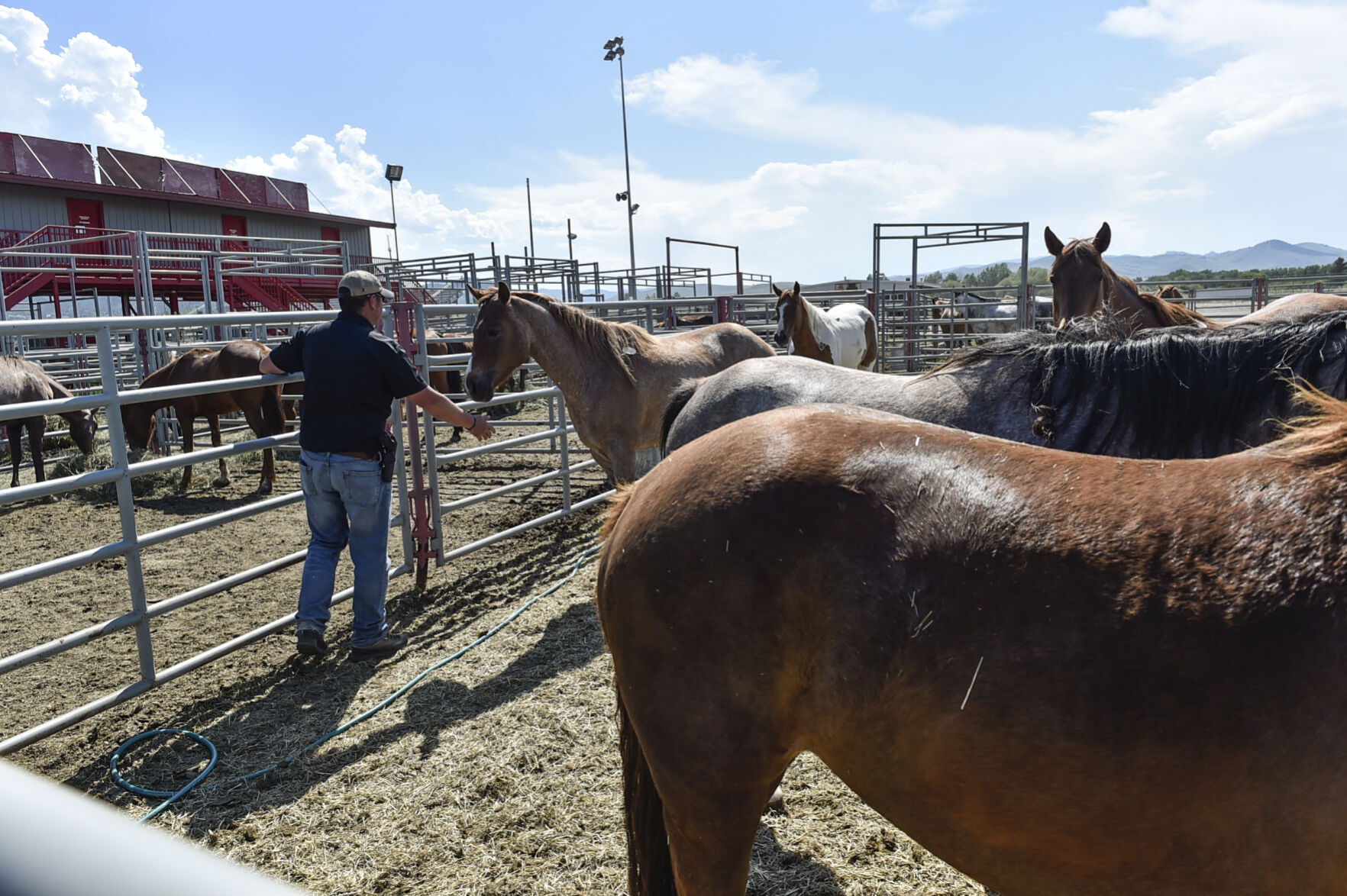 Seized Horses in Helena